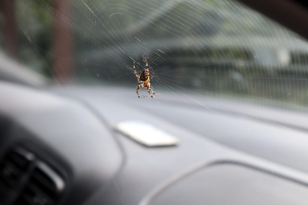 How To Get A Spider Out Of Your Car And Survive To Tell The Story