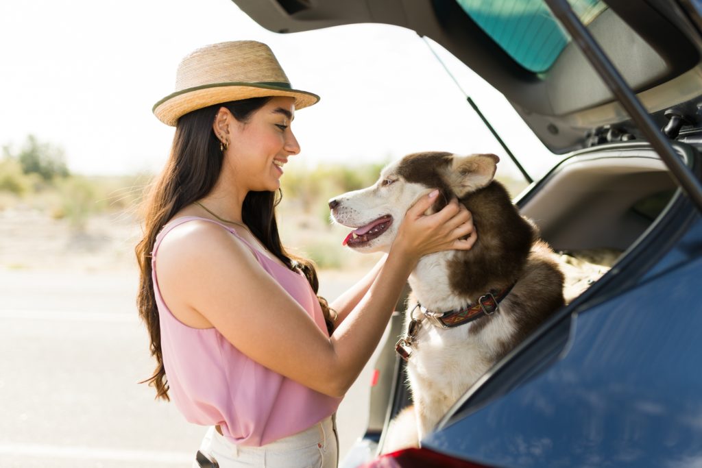 12 Dog Car Essentials: The Best Car Accessories for Your Pooch